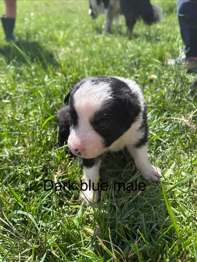 Pure Bred Border Collie puppies - Photo 2