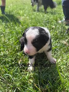 Pure Bred Border Collie puppies - Photo 2