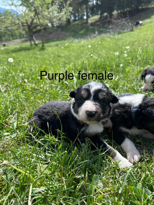 Pure Bred Border Collie puppies - Photo 3