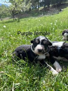 Pure Bred Border Collie puppies - Photo 3