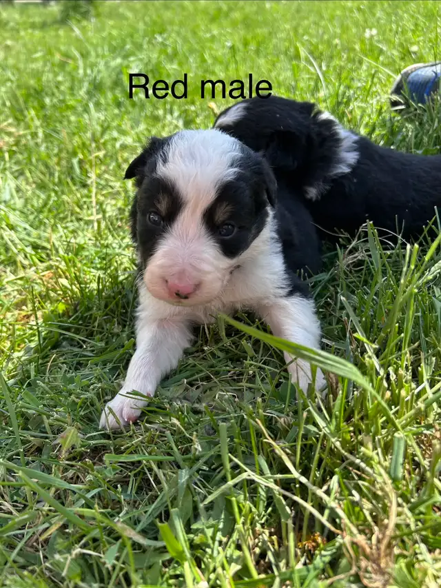 Pure Bred Border Collie puppies - Photo 4