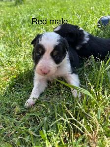 Pure Bred Border Collie puppies - Photo 4