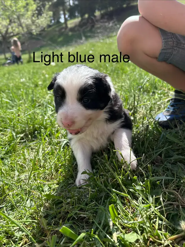 Pure Bred Border Collie puppies - Photo 5