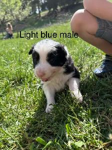 Pure Bred Border Collie puppies - Photo 5