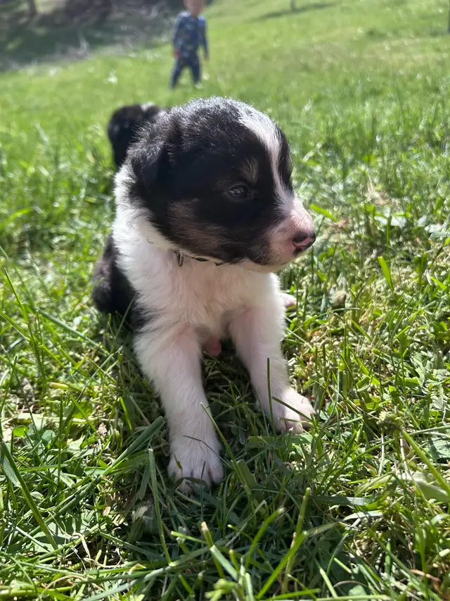 Pure Bred Border Collie puppies - Photo 6