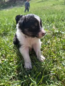 Pure Bred Border Collie puppies - Photo 6