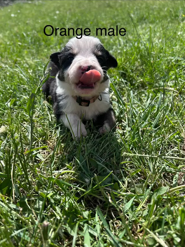 Pure Bred Border Collie puppies - Photo 7