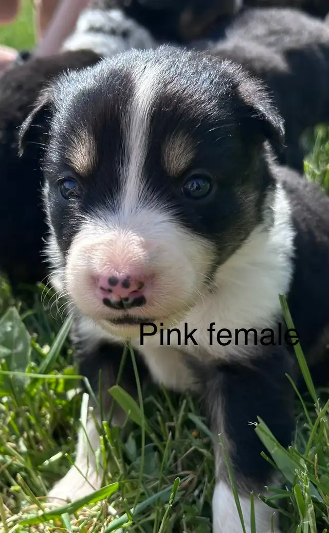Pure Bred Border Collie puppies - Photo 8
