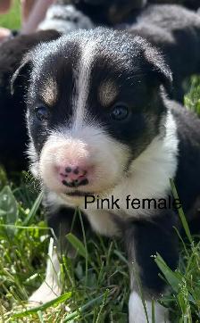 Pure Bred Border Collie puppies - Photo 8