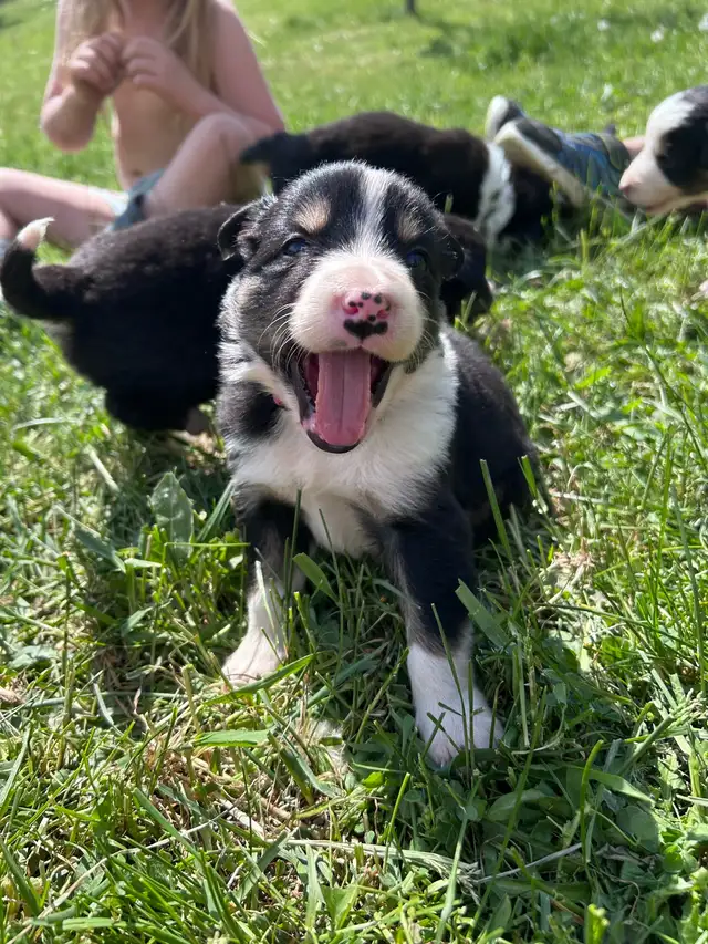 Pure Bred Border Collie puppies - Photo 9