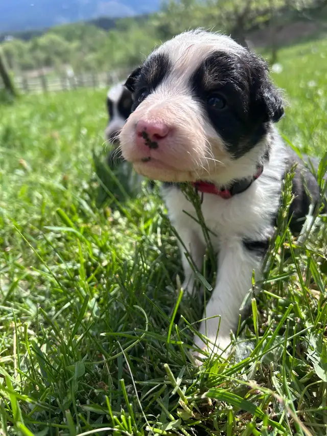 Pure Bred Border Collie puppies - Photo 10