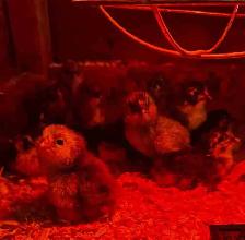 Barn Yard Mix chicks