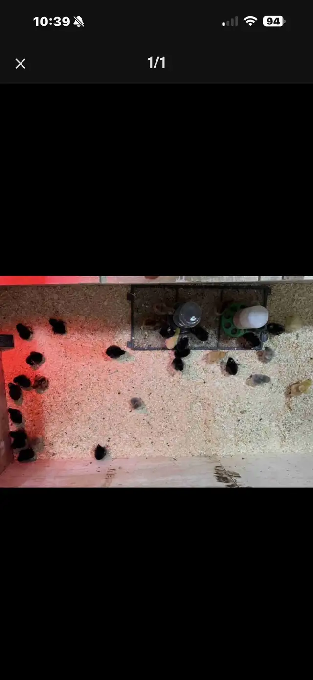 Barn Yard Mix chicks - Photo 2