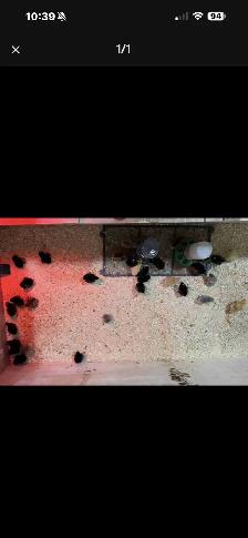 Barn Yard Mix chicks - Photo 2