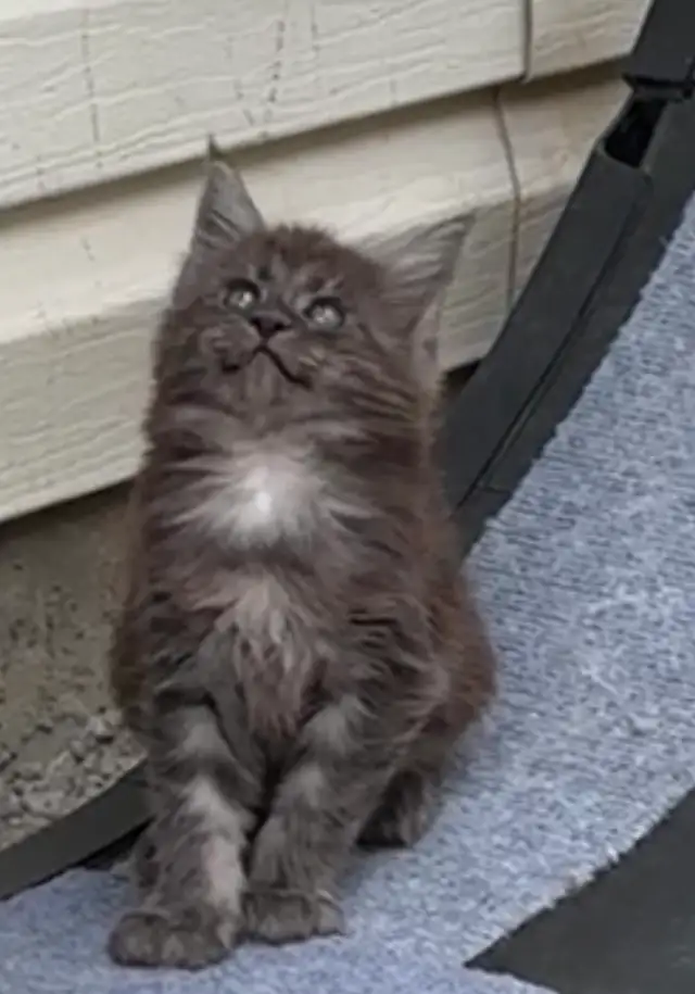 CCA Maine Coon Kittens: Ready Now & June Reservation