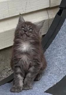 CCA Maine Coon Kittens: Ready Now & June Reservation