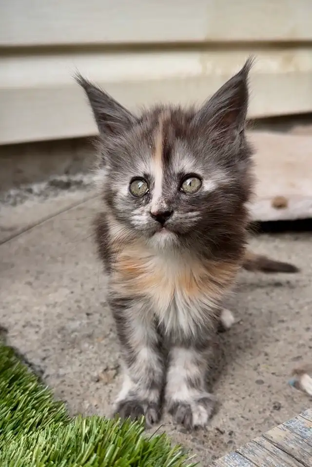 CCA Maine Coon Kittens: Ready Now & June Reservation - Photo 2
