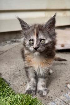 CCA Maine Coon Kittens: Ready Now & June Reservation - Photo 2