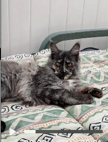 CCA Maine Coon Kittens: Ready Now & June Reservation - Photo 3