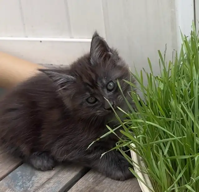 CCA Maine Coon Kittens: Ready Now & June Reservation - Photo 4