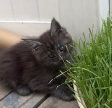 CCA Maine Coon Kittens: Ready Now & June Reservation - Photo 4