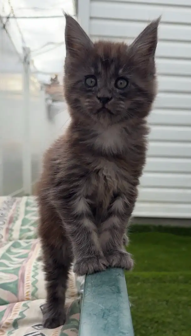 CCA Maine Coon Kittens: Ready Now & June Reservation - Photo 5