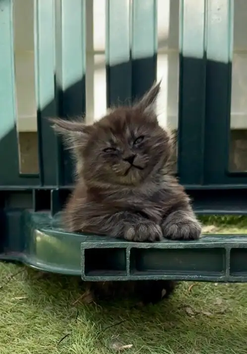 CCA Maine Coon Kittens: Ready Now & June Reservation - Photo 8