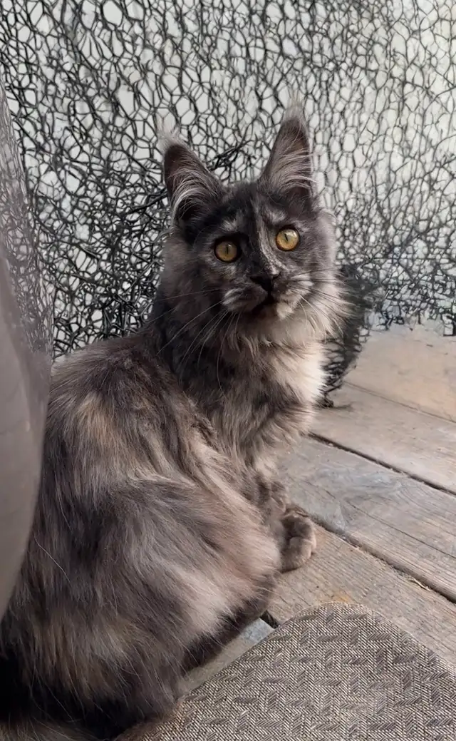 CCA Maine Coon Kittens: Ready Now & June Reservation - Photo 9
