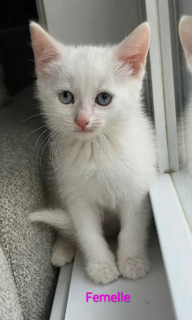 Chaton Femelle Blanche aux yeux bleus