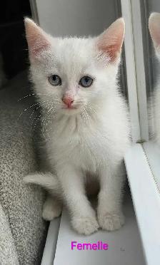 Chaton Femelle Blanche aux yeux bleus