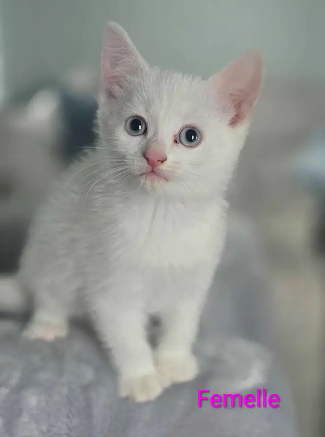Chaton Femelle Blanche aux yeux bleus - Photo 2