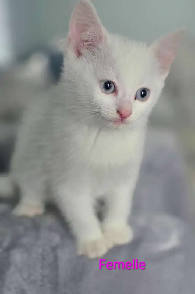 Chaton Femelle Blanche aux yeux bleus - Photo 3