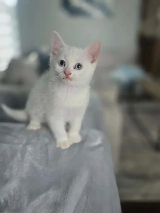 Chaton Femelle Blanche aux yeux bleus - Photo 4