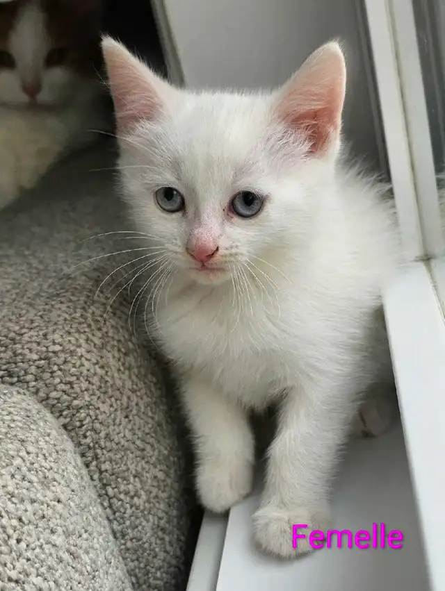 Chaton Femelle Blanche aux yeux bleus - Photo 5