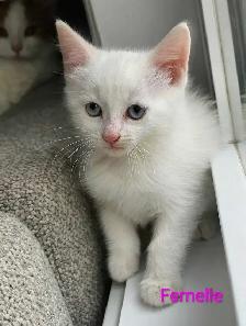 Chaton Femelle Blanche aux yeux bleus - Photo 5