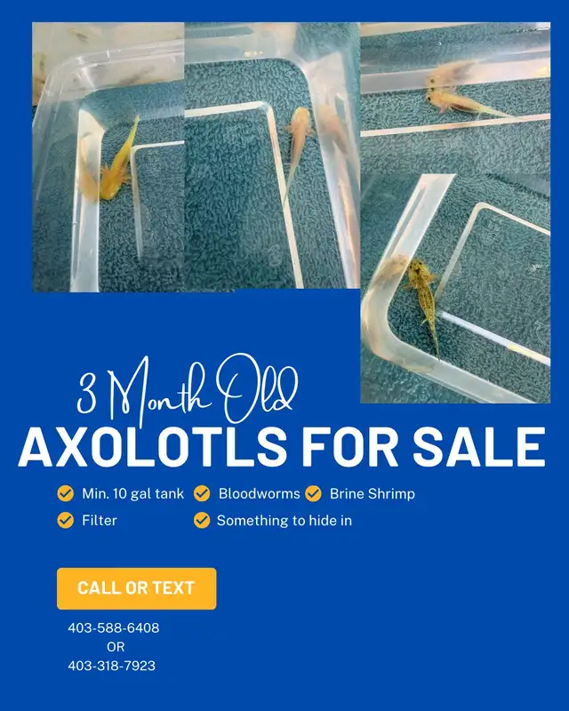 axolotl’s for sale