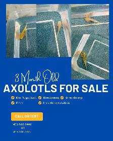axolotl’s for sale