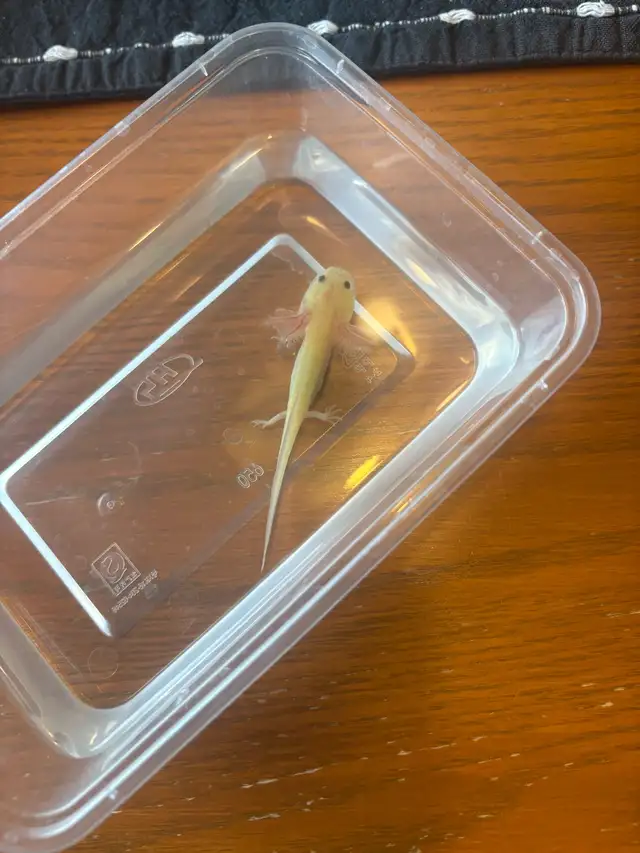 axolotl’s for sale - Photo 2