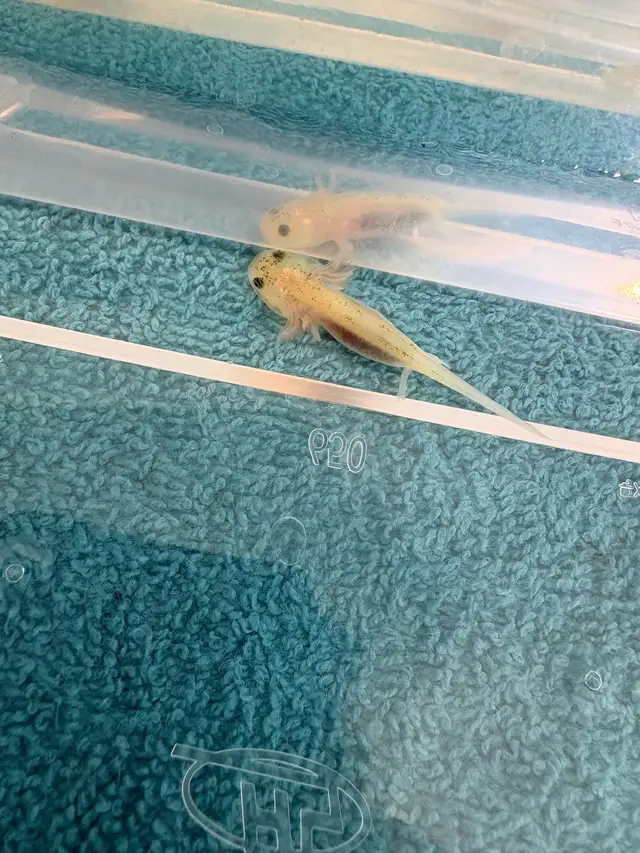 axolotl’s for sale - Photo 3