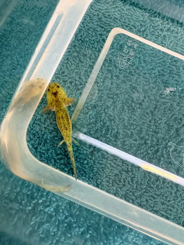 axolotl’s for sale - Photo 4