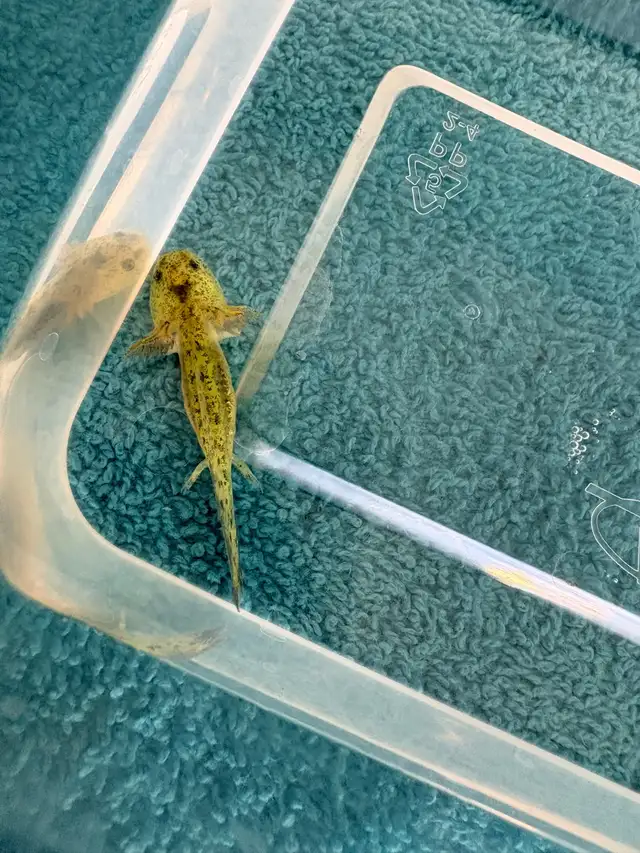 axolotl’s for sale - Photo 5