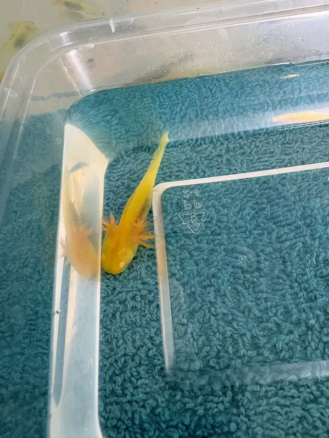 axolotl’s for sale - Photo 6