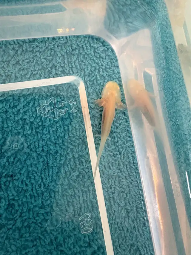 axolotl’s for sale - Photo 7