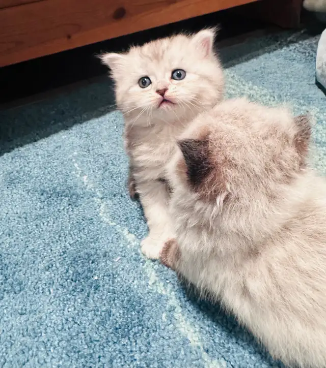 Chattons Himalayan-Perse