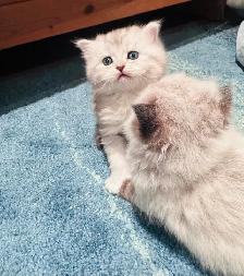 Chattons Himalayan-Perse