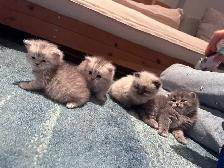 Chattons Himalayan-Perse - Photo 2