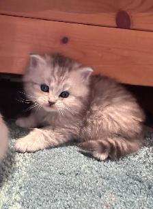 Chattons Himalayan-Perse - Photo 4