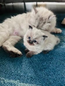 Chattons Himalayan-Perse - Photo 5