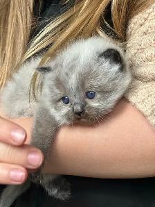 Chattons Himalayan-Perse - Photo 8