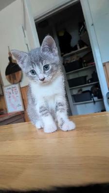 9 week kitten